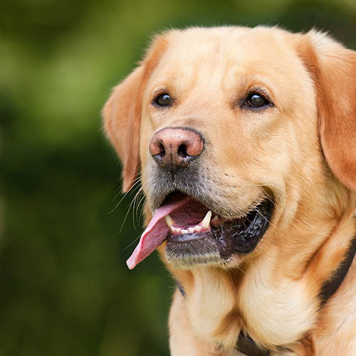  un chiot soin pharmacie de l'Église