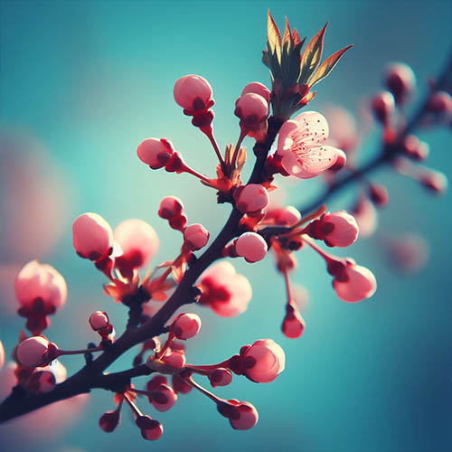 Gemmothérapie herboristerie Antony